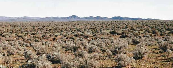 Chenopod landscape Australia